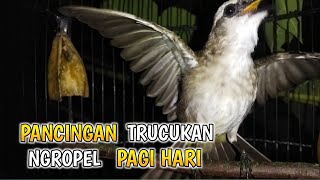 LANGSUNG EMOSI | PANCINGAN TRUCUKAN GACOR NGROPEL SANTAI