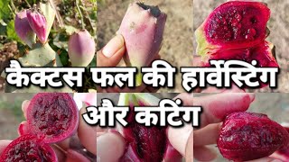 cactus fruit harvesting and cutting 🌵🌵 #fruitfarming #seasonal #fruitharvest @gardening_lover7469