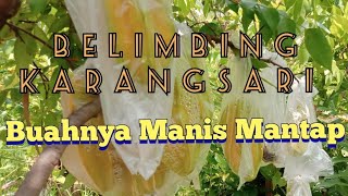 Belimbing Karangsari Belimbing Manis Asal Blitar