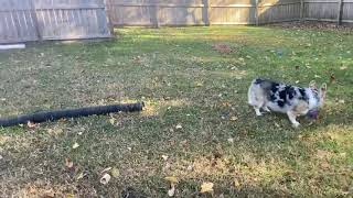 Corgis playing fetch