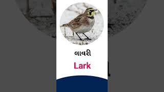 Lark meaning in Gujarati - English Dictionary