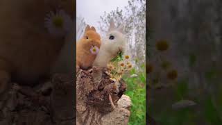 cute bunnies racing #cute #cutebaby #doğasever #rabbits #hayvansevgisi #animals #racing #doğa #natur