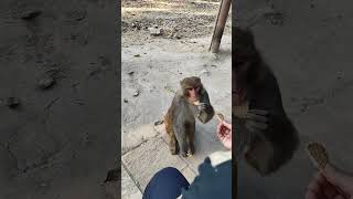 Clever Monkey #youtubeshorts #monkey #monkeyvideo #animalshorts #wildlife