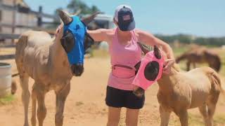 Fly mask season--Foals first masks, they did great!