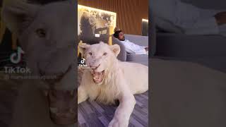 Angry Lion