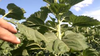 McCormick X7.670 VT-Drive seeded sunflower & white bean with Monosem Twin Row