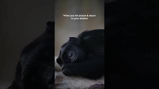 #vantara #wildlife #jazz #animals #jazzmusic #saveourwildlife #lazy #lazychimp