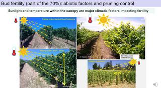 Grapevine Yield Components - from 42 SASEV Virtual Symposium (South Africa, November 2020).