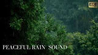 Rainstorm Ambience: Peaceful Rain Sounds for Stress Relief, Deep Sleep and Relaxation 🌧☔