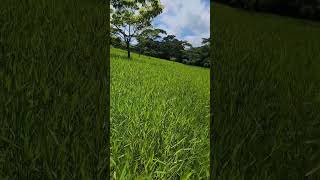 Vendo 11 manzanas de terreno en Aldea Chanmagua Esquipulas