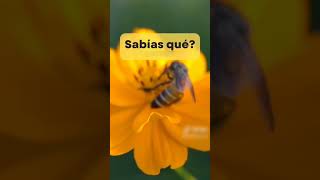 El Veneno De la Abeja Y su Importancia... 🐝 #shorts #abejas #curiosidades #historias #tiktoks