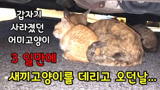 갑자기 사라졌던 어미고양이 3일만에 새끼고양이를 데리고 오던날...