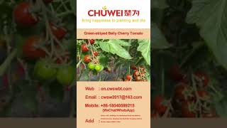 Sweet&Healthy Green-striped tiger plum cherry tomato TY resistance high Lycopene