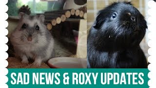 Sad News & Roxy Updates