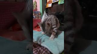 kucing kayak selene macan putih