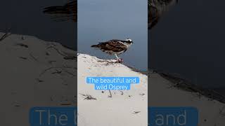 Love Nature. Unfiltered and Raw- The Osprey. #nature #birds #shortvideo #shorts #animals #fyp