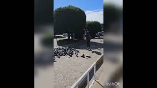 Pigeons Feeding Nuwaraeliya Town #asmr