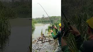 Mancing toman #shortvideo #shorts #short