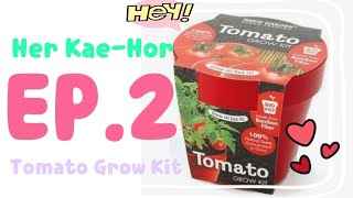 Her Kae-Hor | เห่อแกะห่อ EP.2 Tomato Grow Kit from Paris Garden - Urban Farming.🍅