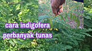 Indigofera usia muda,solusi yang tepat lahan sempit bagi peternak