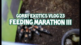 Feeding Marathon III - Gorby Exotics Vlog 23