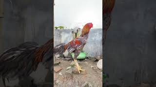 Spil pejantan jenis Pama di Kandang 🐓 #ayam #ayamkampung #ayambangkokklasik