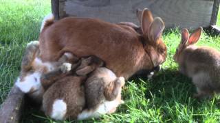 Lapins : dernière tétée