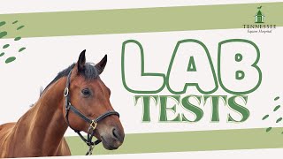 Equine Lab Tests with Dr. Christine Cocquyt