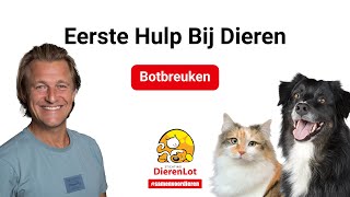 Hoe help je je huisdier met een botbreuk?