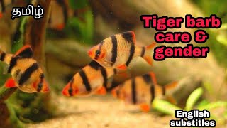 Tiger barb care , maintainance and gender indentifctaion | Aquapets & farm