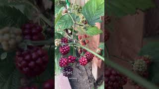 Blackberries #food #fruit #bush