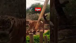 tiger