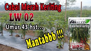 Cabai Merah Keriting LW 02