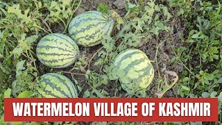 Khanpora Ganderbal has indeed Made a Name For itself as a Significant Producer of Watermelons.