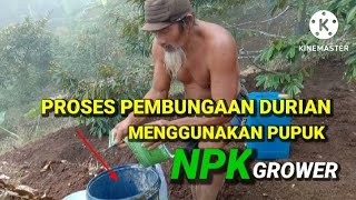 MELAKUKAN PEMUPUKAN AGAR MAU TUMBUH BUNGA ‼️