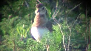 Orientpipare/Oriental plover (Charadrius veredus)