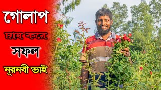 গোলাপ চাষ করে সফল নূরনবী - গোলাপ চাষ পদ্ধতি - Rose farming in Bangladesh - পর্ব ৩৬ - কৃষি বিচিত্র