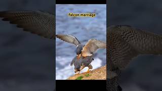 #falcon #marriage🦜🦅🦅🦅