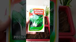 GERMINATING PECHAY & LETTUCE SEEDS