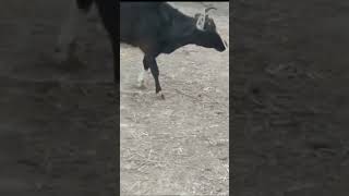 Cow #animals #cute #experiment #funny #wildlife #cat #science #cuteanimals #duet #birds