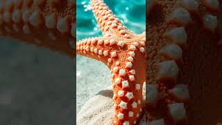 Estrellas de mar sin cerebro #sabiasque #curiosidades #interesting #estrellasdemar