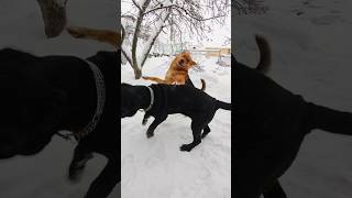 Неаполитанский мастиф исполняет борцовский приём. /Neapolitan Mastiff performing a wrestling move.