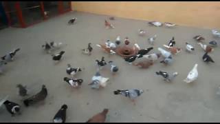 Asif bhai ke Rangeen kabootar || Punjabi pigeons