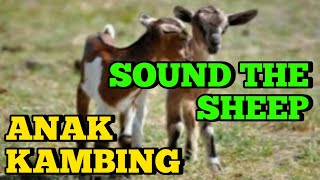 SUARA KAMBING 🔴 SOUND THE SHEEP