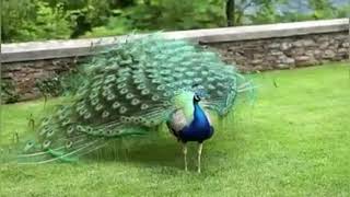 BEAUTIFUL PEACOCK DANCE | General World ||