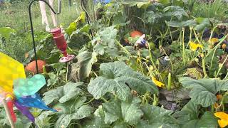 Morning thunder and rain in the pumpkin patch