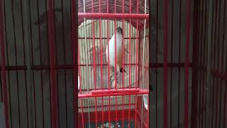 Cendet GACOR rasa Lovebird