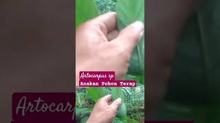 MENGENAL JENIS ANAKAN POHON TERAP Artocarpus sp