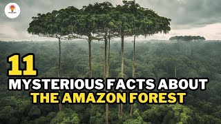 11 facts about the Amazon forest | @Mythosfact