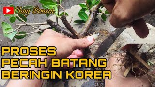 CARA PECAH BATANG BERINGIN KOREA